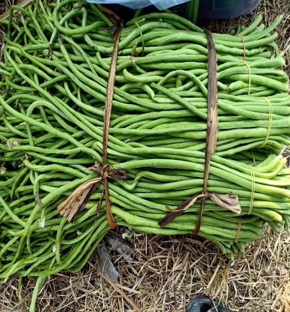 Yard Long Bean