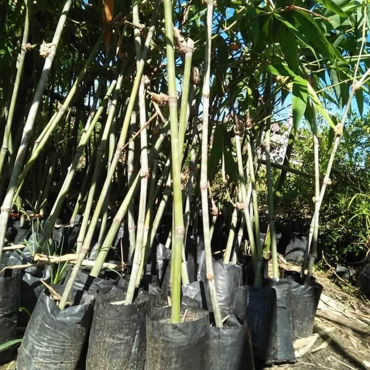 Giant Bamboo Seedling